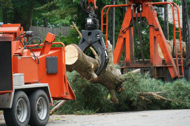 Best Residential Tree Removal  in Tampa, FL